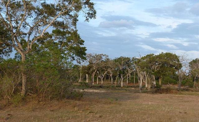 Lunugamvehera National Park